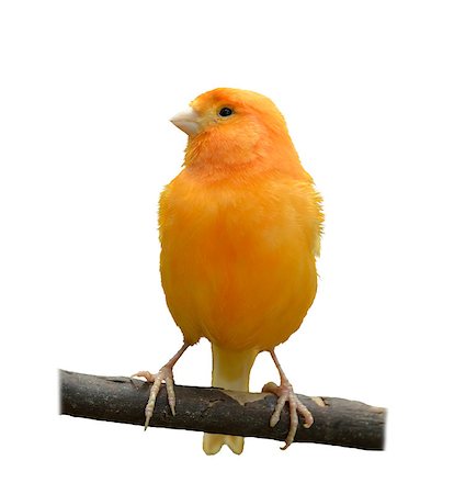 finch - Wild Canary Isolated On White Background Stock Photo - Budget Royalty-Free & Subscription, Code: 400-07052899