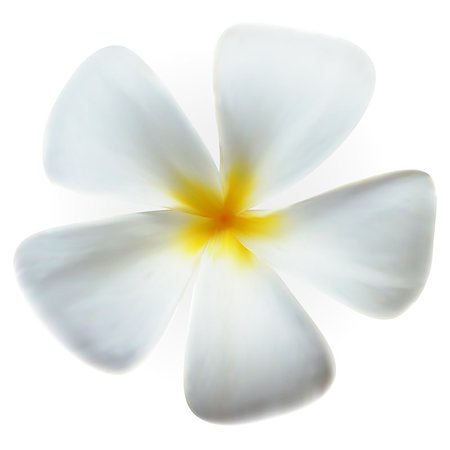 subtropical - Frangipani Flower isolated on white, vector Eps10 image Stock Photo - Budget Royalty-Free & Subscription, Code: 400-07052906
