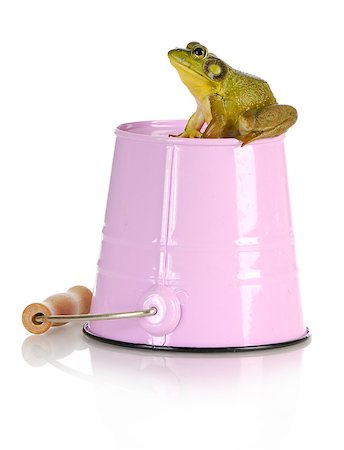 simsearch:400-05333490,k - bull frog sitting on pink pail with reflection isolated on white background Photographie de stock - Aubaine LD & Abonnement, Code: 400-07053199
