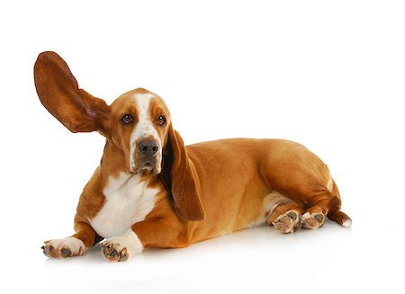 simsearch:400-06758887,k - dog listening - basset hound with one ear up listening Stock Photo - Budget Royalty-Free & Subscription, Code: 400-07053192