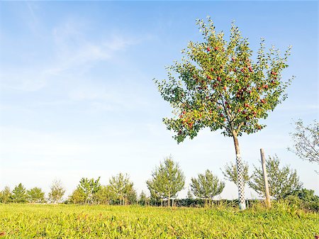 simsearch:400-07513164,k - Picture of an orchard with apple tree on green meadow Stock Photo - Budget Royalty-Free & Subscription, Code: 400-07053535