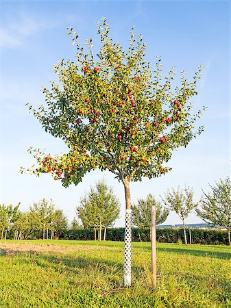 simsearch:400-07513164,k - Picture of an apple tree on a green meadow Stock Photo - Budget Royalty-Free & Subscription, Code: 400-07053536