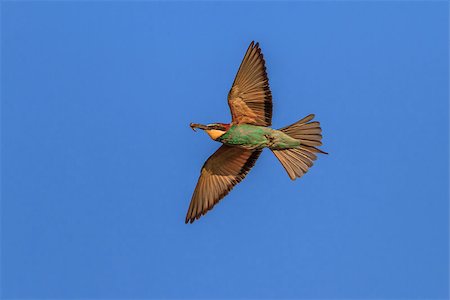 simsearch:400-06430581,k - european bee-eater (Merops Apiaster) in fly Photographie de stock - Aubaine LD & Abonnement, Code: 400-07053552