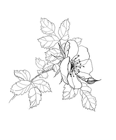 simsearch:400-04776678,k - dog-rose flower pencil drawing Stock Photo - Budget Royalty-Free & Subscription, Code: 400-07053955