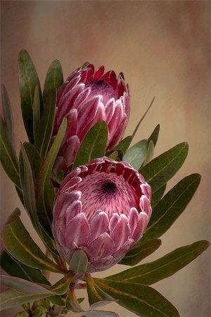 protea flower - Beautiful soft pink Proteas in bloom.  Also known as bearded sugarbushes. The flower is surrounded by colourful velvety bracts which slowly open up Foto de stock - Super Valor sin royalties y Suscripción, Código: 400-07061118