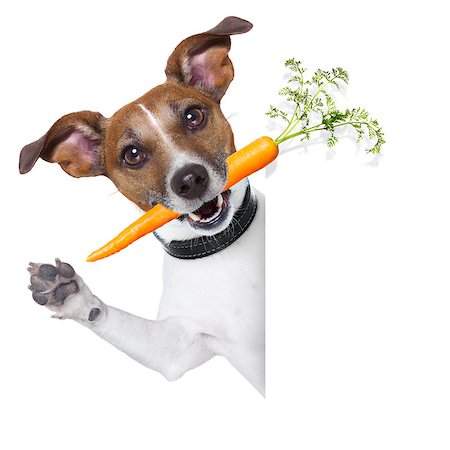 puppies eating - healthy dog with a carrot beside a blank banner Stock Photo - Budget Royalty-Free & Subscription, Code: 400-07061487