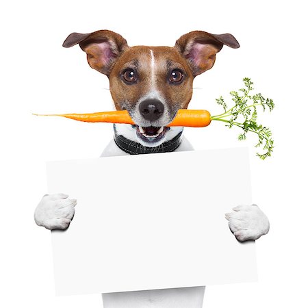 simsearch:400-06927182,k - healthy dog with a carrot holding a blank banner Stockbilder - Microstock & Abonnement, Bildnummer: 400-07061488