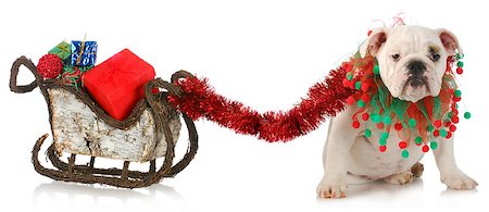 simsearch:400-06461634,k - dog pulling christmas sleigh - english bulldog tied to sleigh full of christmas presents on white background Stock Photo - Budget Royalty-Free & Subscription, Code: 400-07061538