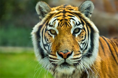 The big Bengal tiger growls in the Cordoba zoo, Spain Stock Photo - Budget Royalty-Free & Subscription, Code: 400-07061820