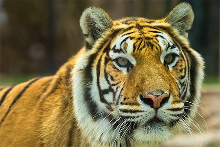 The big Bengal tiger growls in the Cordoba zoo, Spain Stockbilder - Microstock & Abonnement, Bildnummer: 400-07061821