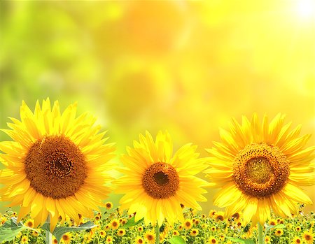 simsearch:400-05682398,k - Bright yellow sunflowers and sun Stock Photo - Budget Royalty-Free & Subscription, Code: 400-07061869