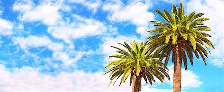 single coconut tree picture - Coconut palms on blue sky background Stock Photo - Budget Royalty-Free & Subscription, Code: 400-07061881