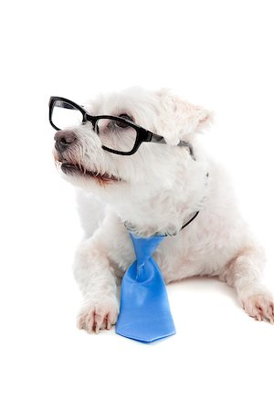 simsearch:673-08139172,k - Intelligent pet dog attentive looking up.  White background. Stock Photo - Budget Royalty-Free & Subscription, Code: 400-07062188