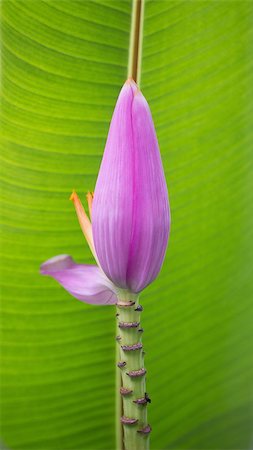 Bud end of a flowering banana stalk Stock Photo - Budget Royalty-Free & Subscription, Code: 400-07062229