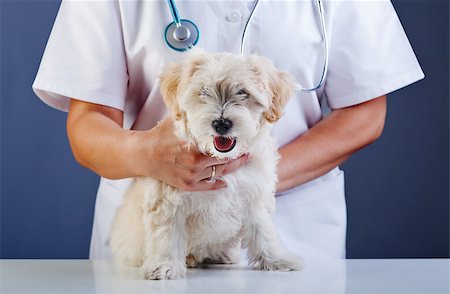 simsearch:400-08372788,k - Small dog being examined at the veterinary doctor - sitting patiently Stock Photo - Budget Royalty-Free & Subscription, Code: 400-07086835
