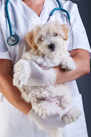 simsearch:400-08372788,k - Little dog at the veterinary waiting patiently for the checkup Stock Photo - Budget Royalty-Free & Subscription, Code: 400-07086836