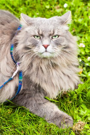 Big gray cat with long hair ready to attack Foto de stock - Royalty-Free Super Valor e Assinatura, Número: 400-07087058