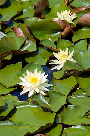 simsearch:400-04017981,k - White flowers of water lily (Nymphaea), aquatic plant Photographie de stock - Aubaine LD & Abonnement, Code: 400-07087051