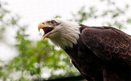 simsearch:400-07631583,k - Closeup of the head of a Bald Eagle Foto de stock - Super Valor sin royalties y Suscripción, Código: 400-07087052