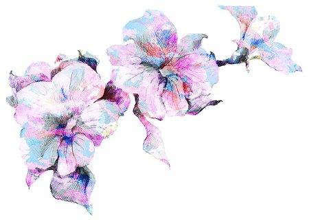 simsearch:400-08572511,k - Flower Petunia  sketch  wih color bouquet hand drawing Photographie de stock - Aubaine LD & Abonnement, Code: 400-07087118