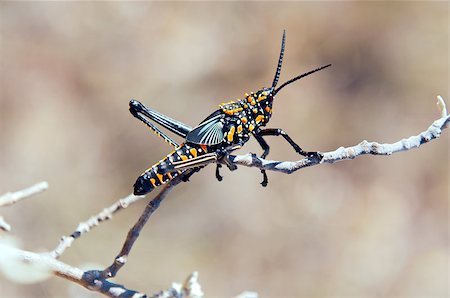 simsearch:400-04901085,k - This is a grasshopper from Madagascar. Fotografie stock - Microstock e Abbonamento, Codice: 400-07087112