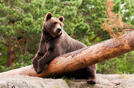 simsearch:400-07087733,k - A brown bear resting in a forest Foto de stock - Royalty-Free Super Valor e Assinatura, Número: 400-07087474