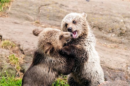 simsearch:400-07087733,k - Closeup of two young brown bears playing together. Foto de stock - Royalty-Free Super Valor e Assinatura, Número: 400-07087475