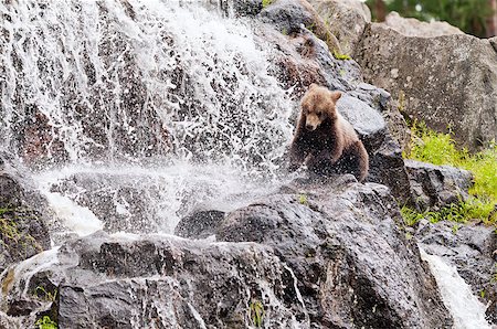 simsearch:400-07087733,k - An young brown bear on a rock at a waterfall Foto de stock - Royalty-Free Super Valor e Assinatura, Número: 400-07087476