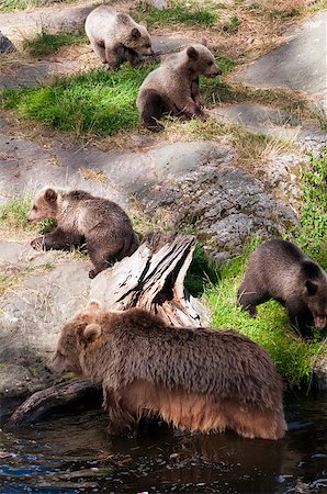 simsearch:400-07087733,k - A female brown bear with four young bears Foto de stock - Royalty-Free Super Valor e Assinatura, Número: 400-07087480