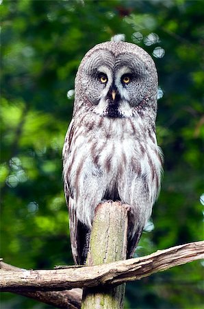 The Great Grey Owl sitting on a branch Fotografie stock - Microstock e Abbonamento, Codice: 400-07087498