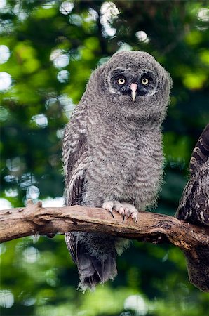 simsearch:400-07525343,k - The young Great Grey Owl sitting on a branch Foto de stock - Royalty-Free Super Valor e Assinatura, Número: 400-07087499