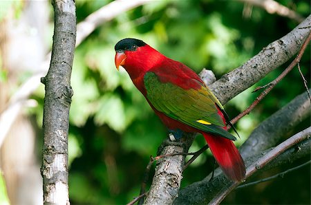 red bird feathers - A purple-naped lory sitting on a branch Stock Photo - Budget Royalty-Free & Subscription, Code: 400-07087669