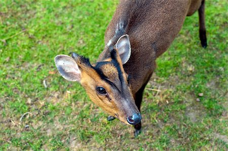 simsearch:400-08936779,k - Closeup of the head of a reeves's muntjac Photographie de stock - Aubaine LD & Abonnement, Code: 400-07087684