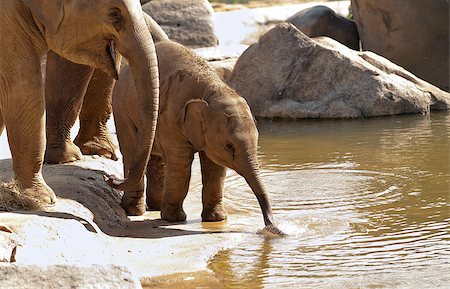 simsearch:400-07087477,k - Closeup of two elephants on the bank of a river Foto de stock - Royalty-Free Super Valor e Assinatura, Número: 400-07087686