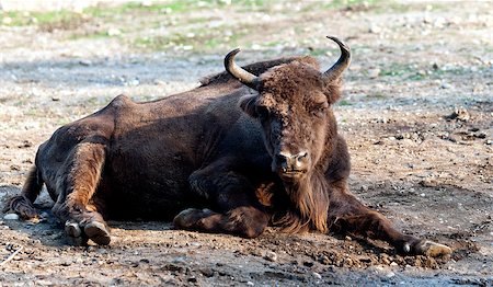 simsearch:400-07555167,k - The European bison, also known as wisent or the European wood bison Stock Photo - Budget Royalty-Free & Subscription, Code: 400-07087736