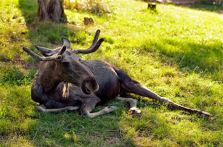 The moose (North America) or Eurasian elk (Europe) Stock Photo - Budget Royalty-Free & Subscription, Code: 400-07087737