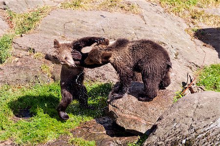 simsearch:400-05306351,k - Closeup of Two young Brown bears playing together. Stock Photo - Budget Royalty-Free & Subscription, Code: 400-07087733