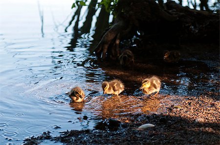 simsearch:400-07327298,k - Three young wild ducks on a bank of a river Photographie de stock - Aubaine LD & Abonnement, Code: 400-07087764