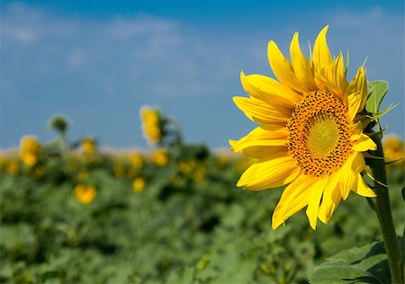 simsearch:400-07036242,k - Beautiful sunflowers against blue sky Photographie de stock - Aubaine LD & Abonnement, Code: 400-07087863