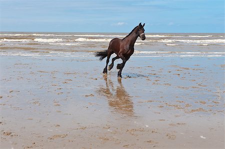 simsearch:400-07248425,k - Dancing Horse on the North Sea Coast in Zealand, Netherlands Photographie de stock - Aubaine LD & Abonnement, Code: 400-07087918