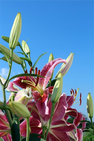 Pink Stargazer Lilies set against a blue sky Stockbilder - Microstock & Abonnement, Bildnummer: 400-07087984