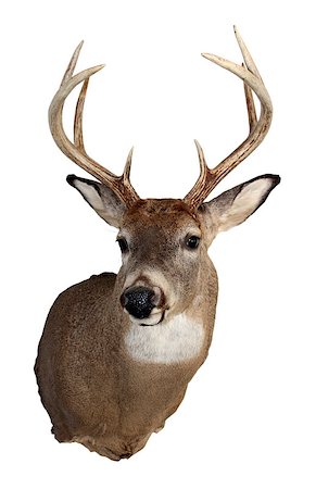 A mature whitetailed buck isolated on a white background. Stockbilder - Microstock & Abonnement, Bildnummer: 400-07087983