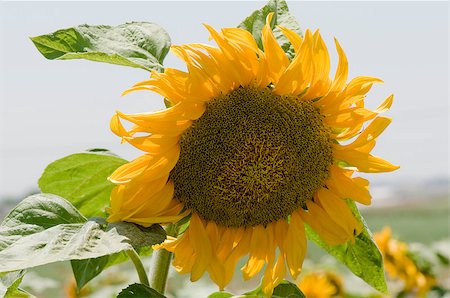 pic of one sunflower and stem - Closeup of single sunflower on sky background. Stock Photo - Budget Royalty-Free & Subscription, Code: 400-07088014