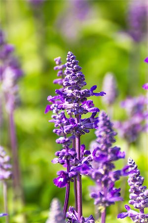 simsearch:400-07676525,k - Blue Salvia is plant in the mint family. Stock Photo - Budget Royalty-Free & Subscription, Code: 400-07088065
