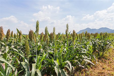 Sorghum or Millet field with blue sky background Foto de stock - Super Valor sin royalties y Suscripción, Código: 400-07088072