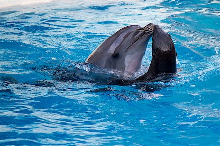 dolphin group wild - Seal and dolphin are dancing in water Stock Photo - Budget Royalty-Free & Subscription, Code: 400-07088189
