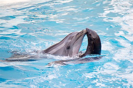 dolphin group wild - Seal and dolphin are dancing in water Stock Photo - Budget Royalty-Free & Subscription, Code: 400-07088190
