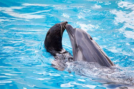 dolphin group wild - Seal and dolphin are dancing in water Stock Photo - Budget Royalty-Free & Subscription, Code: 400-07088191