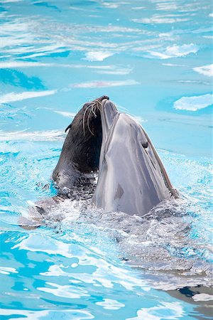 dolphin group wild - Seal and dolphin are dancing in water Stock Photo - Budget Royalty-Free & Subscription, Code: 400-07088192