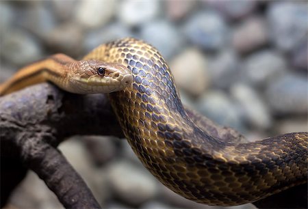 snake head close up - snake on the branch and stones in city zoo Stock Photo - Budget Royalty-Free & Subscription, Code: 400-07088392